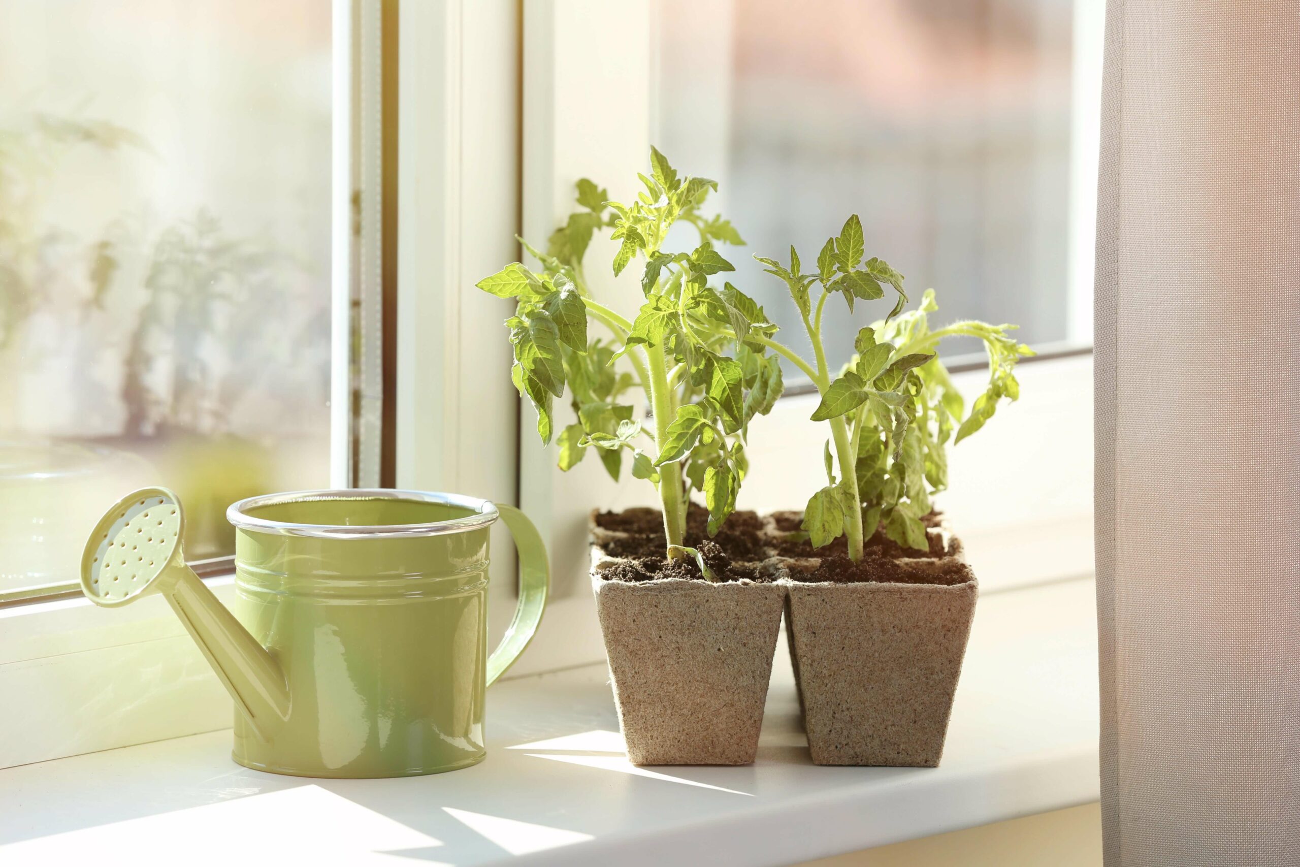 grow vegetables in your apartment scaled