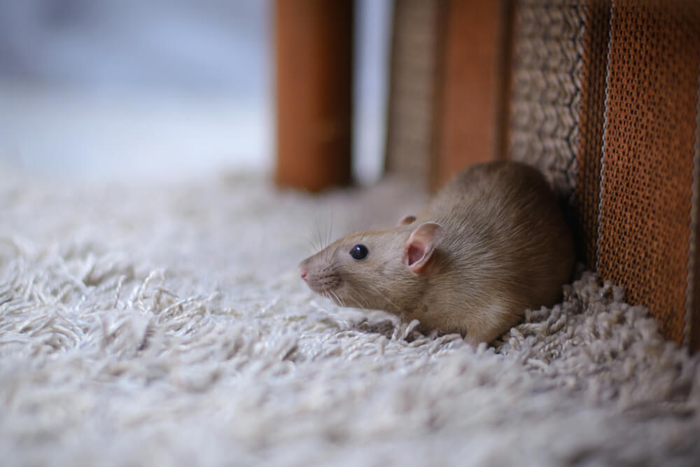 mice in apartment